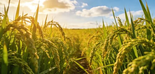 Ultime notizie aziendali su Dì addio all'essiccazione del riso dipendente dal meteo: essiccatore di riso a circolazione a bassa temperatura, a salvaguardia della qualità dorata di ogni chicco